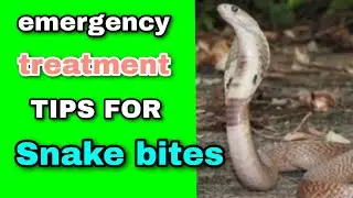 First aid for snake bite | Precautions to be taken in case of snake bite |snake bite in telugu tips