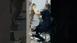 Бездомный щенок обрел лучшую семью. ДО и ПОСЛЕ.