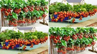 Planting Strawberries For Beginners Step by Step Guide For Juicy Berries