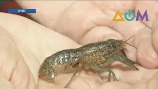 Мраморных раков-мутантов обнаружили в водоёмах Харькова