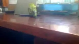 Мой любимый попугай
