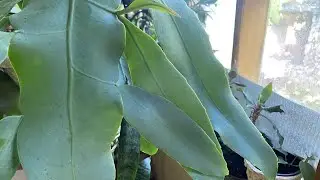 ПЕРЕСАДКИ, ПЕРЕВАЛКИ КОМНАТНЫХ РАСТЕНИЙ.  ПРОДОЛЖЕНИЕ СЮЖЕТА!