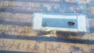Сентябрь, 2 матки в зиму в одном улье ППС