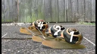 Snail Racing FINALS!! Snail Athletes Caught CHEATING at the Games