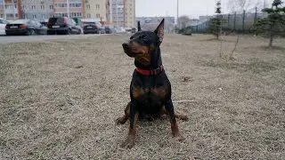 Batman on the street