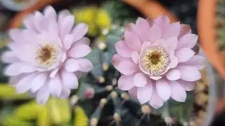 Gymnocalycium Cactus Pink Flowers