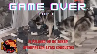 Lecciones de Vida que Cuestan MUY CARO!! Lenguaje Canino