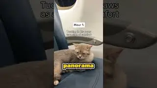 Ha portatonil suo gatto in aereo😳 (@louieandtodd6)via tt