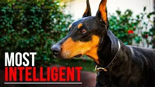 10 Of The Smartest Dog Breeds In The World