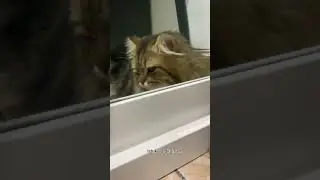Curhatan Kucing #animals #cat #catlover #kucing #kucinglucu #funny #kitten #cute #youtubeshorts