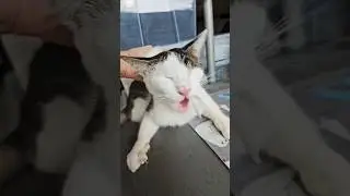 My Blind Cats Steals The Weirdest Things #catshorts #cute #cute #catsofyoutube #blindcats