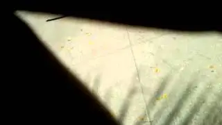 Video0081