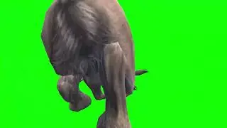 Lion Run B Green Screen Video Footage Free 