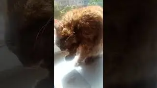 #кот