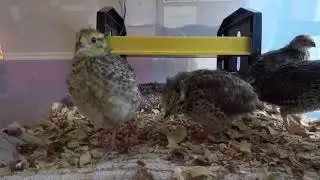 Japanese Quail Cam