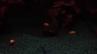 Aquarium 250L   night illumination LCD