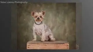 Yorkshire Terrier Photoshoot - Louie at 15 years Old