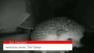 Берем у ежа интервью... (он пернул и разнес все!)
