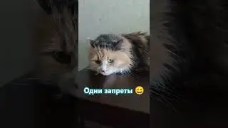 Запреты #котикисмешные #коти #жизнь #юмор #котики #кот #популярное #топвидеоютуб #тренды #запрет