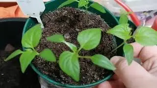 Садовые заметки. Выпуск №2