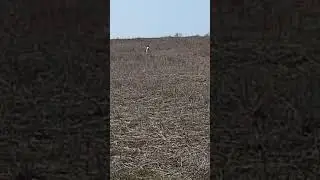 Эпаньоль Бретона парная работа