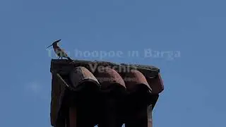 The hoopoe in Barga Vecchia