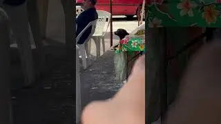 This dog made my day.