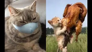 Котички