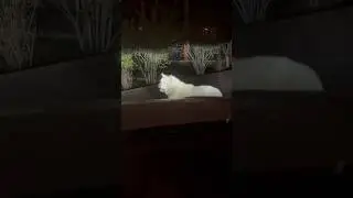 Не дает дорогу хозяину 🤪#собакен