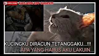 Penyelamatan Kucing Sekarat, Gara Gara Diracun Tetangga...