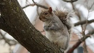Squirrel outside my window