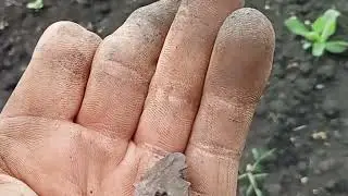 Небольшой коп,по старине!