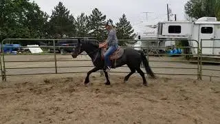 Frisian X 14.2 H mare