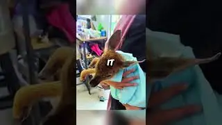 This will break your heart 🥺 #shorts #animalrescue