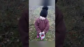 Лес, грибы и ягоды.