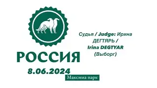 8.06.2024 Россия-2024, Specialty Бордер терьер, Максима Парк