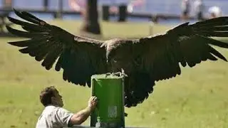 Largest flying bird in the World | Andean Condor Size