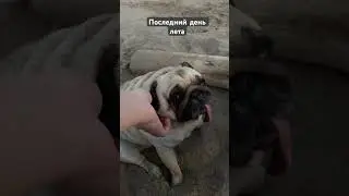 Последний день лета ☀️#шифа #pug #мопсы #мопс