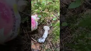 Сезон опят начался! 20.09.2023