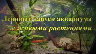 Ленивый запуск аквариума с живыми растениями