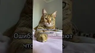 Почему котик метит на кровать, причины такого поведения 