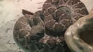super spicy danger noodle