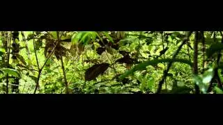 AMAZONIA PROMO
