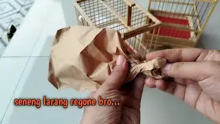 RESIKO SERING MAEN KEPASAR BURUNG🤦‍♂️‼️