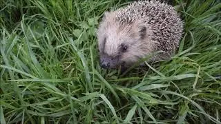 Мой домашний ёжик