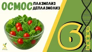 Плазмолиз, деплазмолиз, гемолиз - процесс осмоса