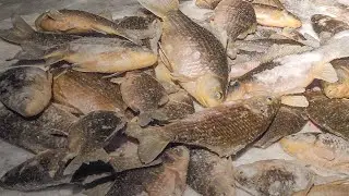 FISHING IS NOT FOR THE FAINT HEART. I FOUND A HOLE WITH FISH PRESS! Crucian carp fishing, winter ...