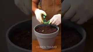 Let's Grow Some Delicious Strawberries at Home! 🍓
