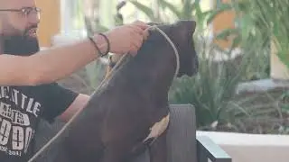 Nala 2 4 2
