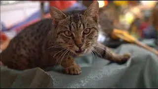 LUCKYDZIDZIA - KITTY KATE [video mashup]